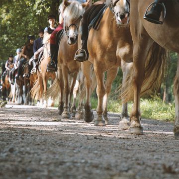 Ponykamp-14